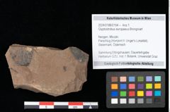 Foto (Objekt + Etikett) von Glyptostrobus europaeus Brongniart (NHMW-GEO-2024-0188-0154)